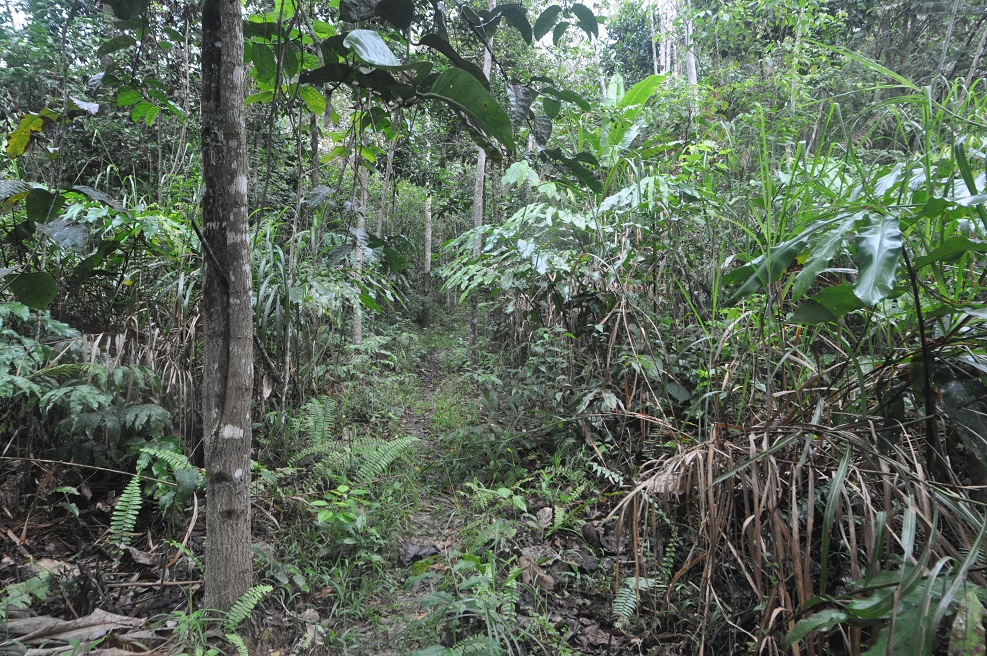 Гора Трас-Мади, image of landscape/habitat.