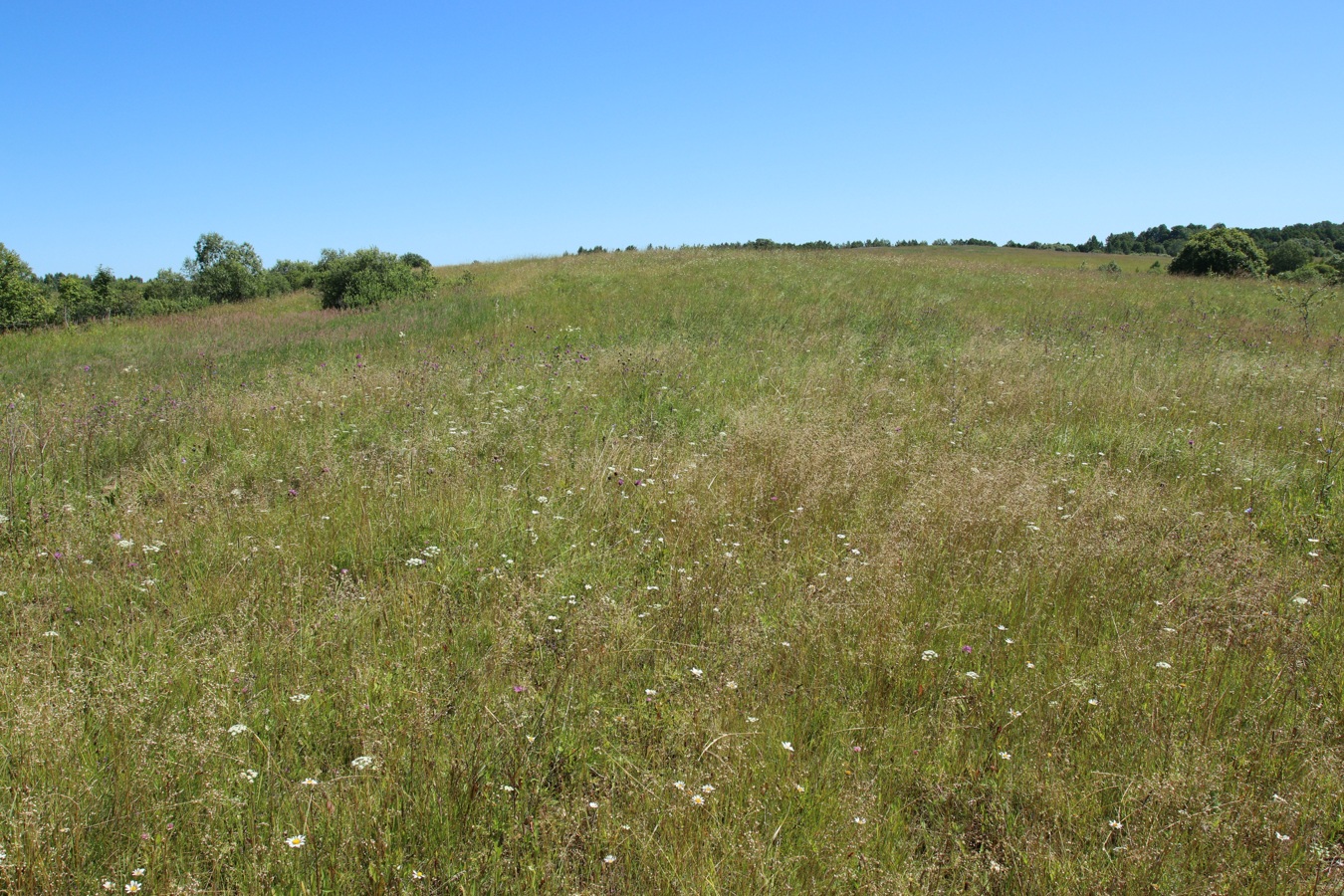 Местечко и окрестности, image of landscape/habitat.