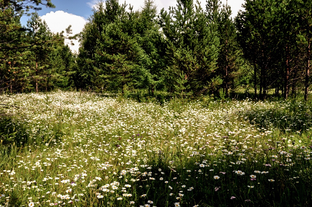 Река Хаим, image of landscape/habitat.