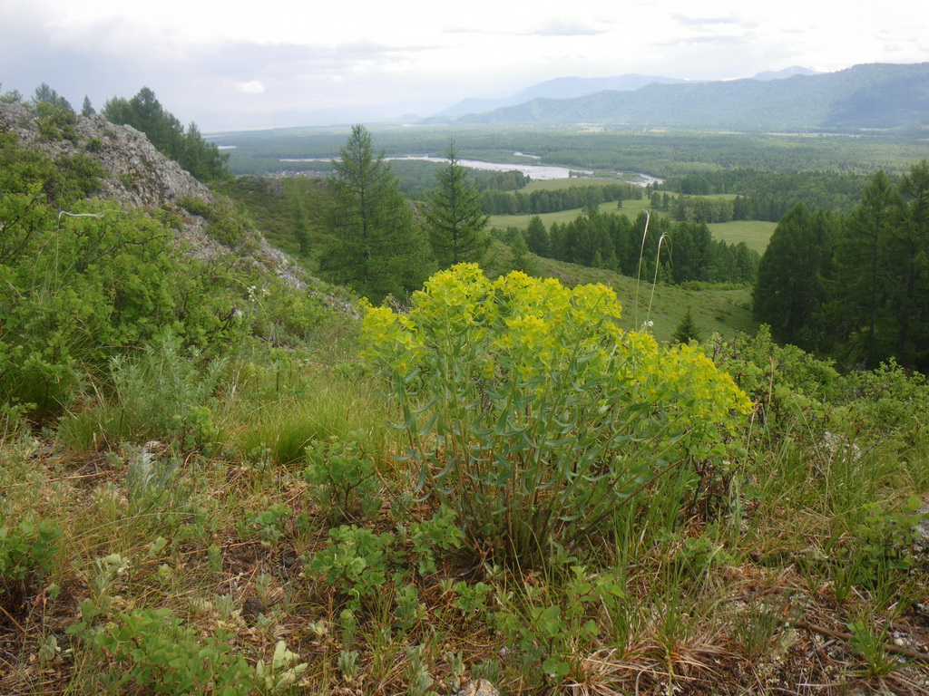 Круглая сопка, image of landscape/habitat.