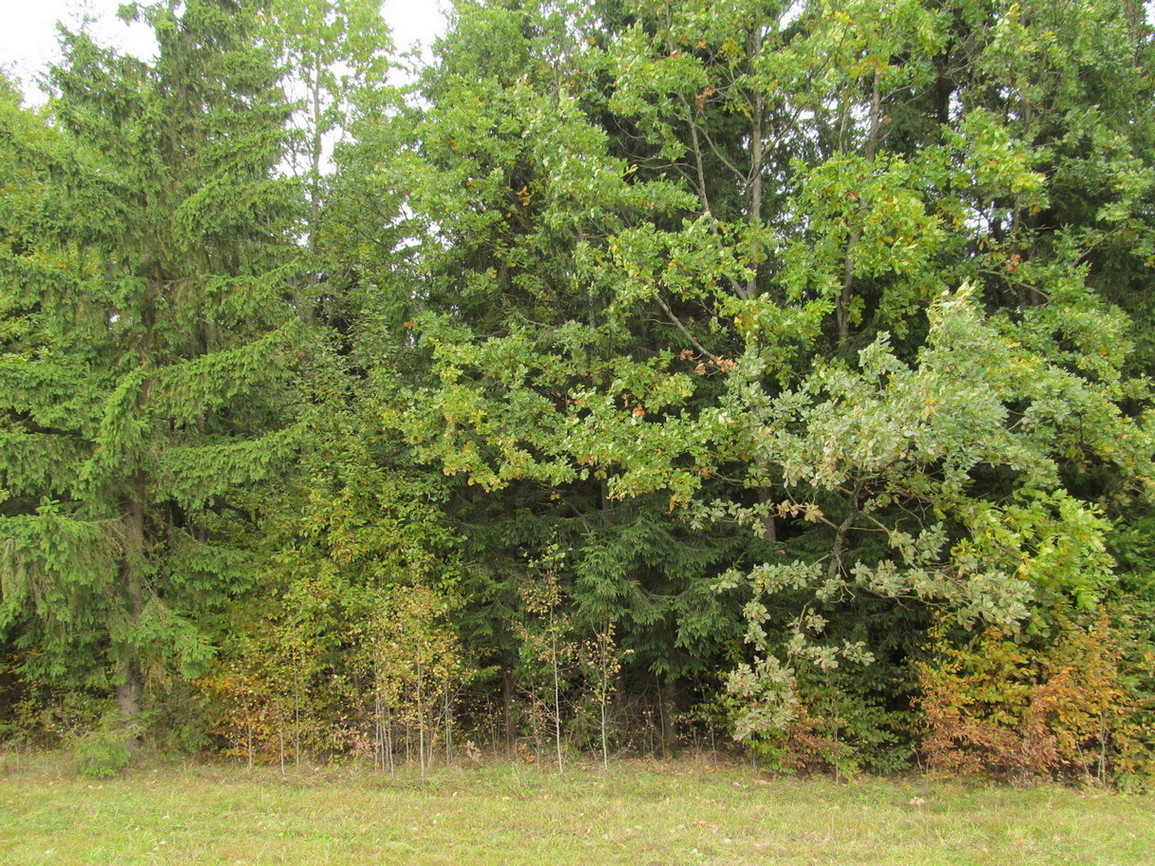 Кошелево, image of landscape/habitat.