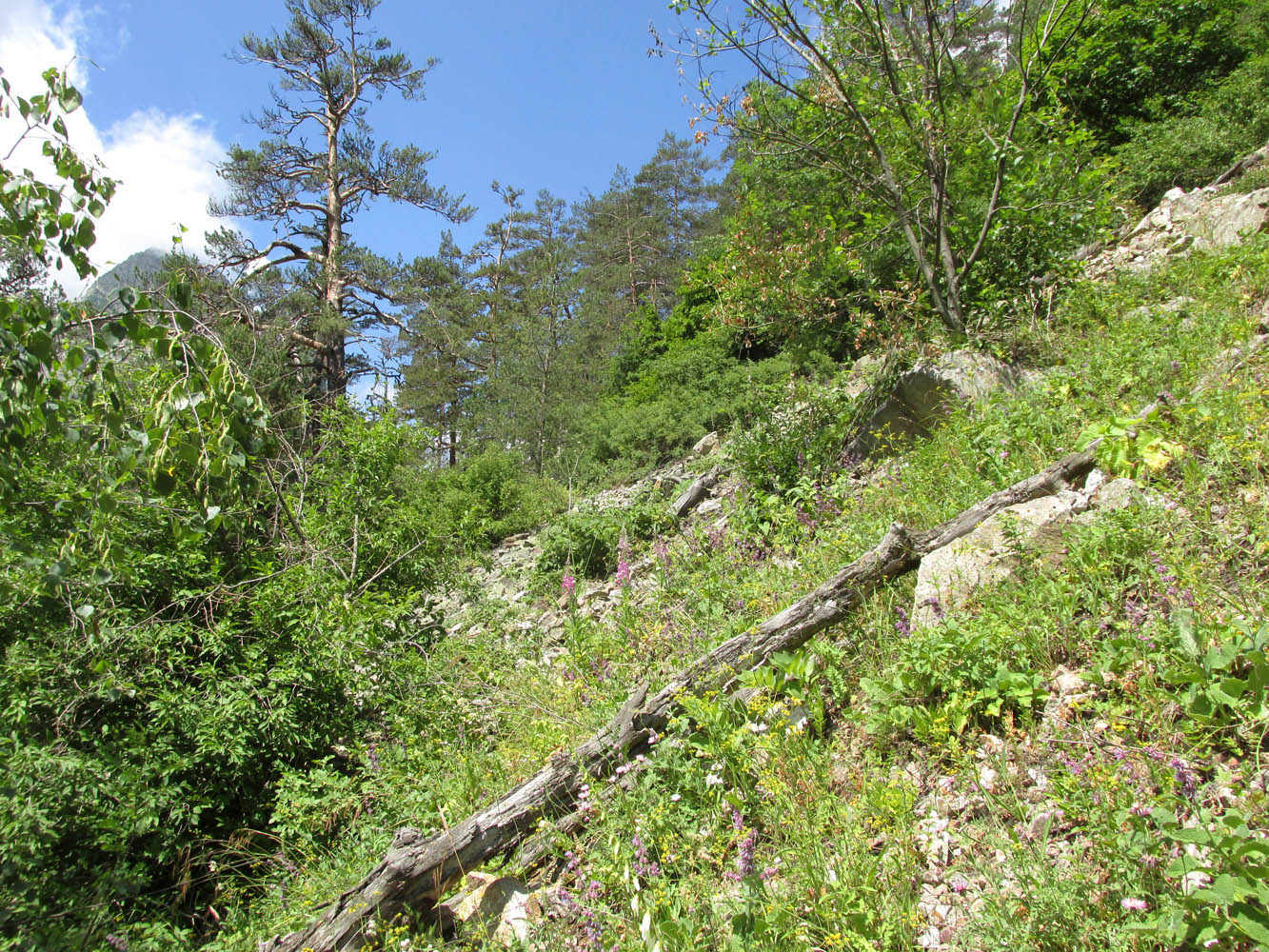 Цейское ущелье (средняя часть), изображение ландшафта.