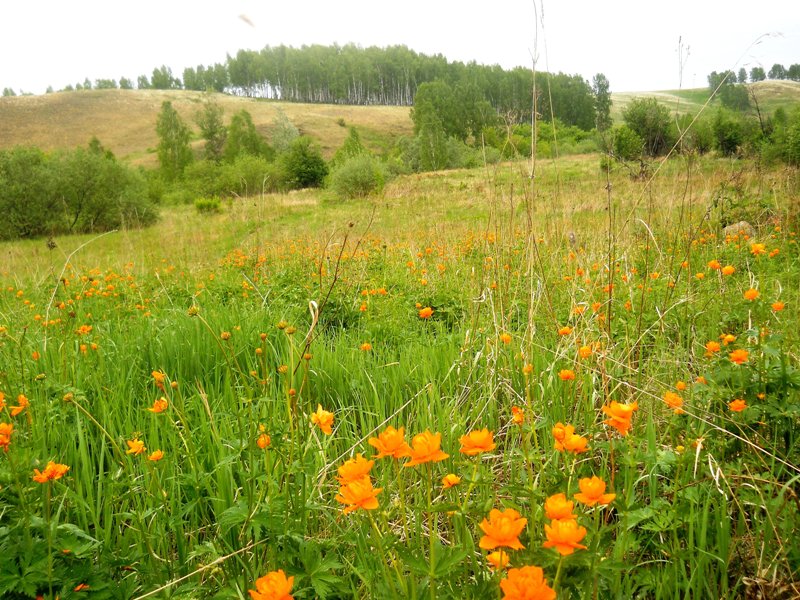 Долина реки Шипунихи, image of landscape/habitat.