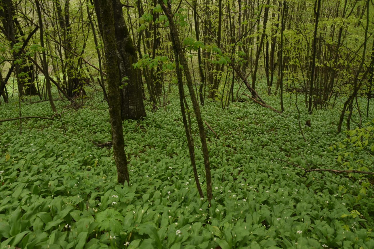 Гора Физиабго, изображение ландшафта.