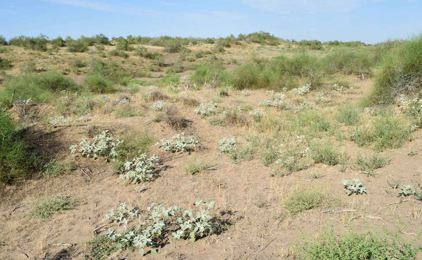 Дальверзинская степь, image of landscape/habitat.