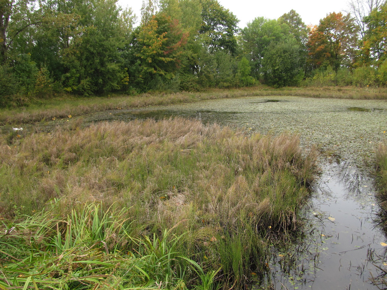 Кошелево, image of landscape/habitat.