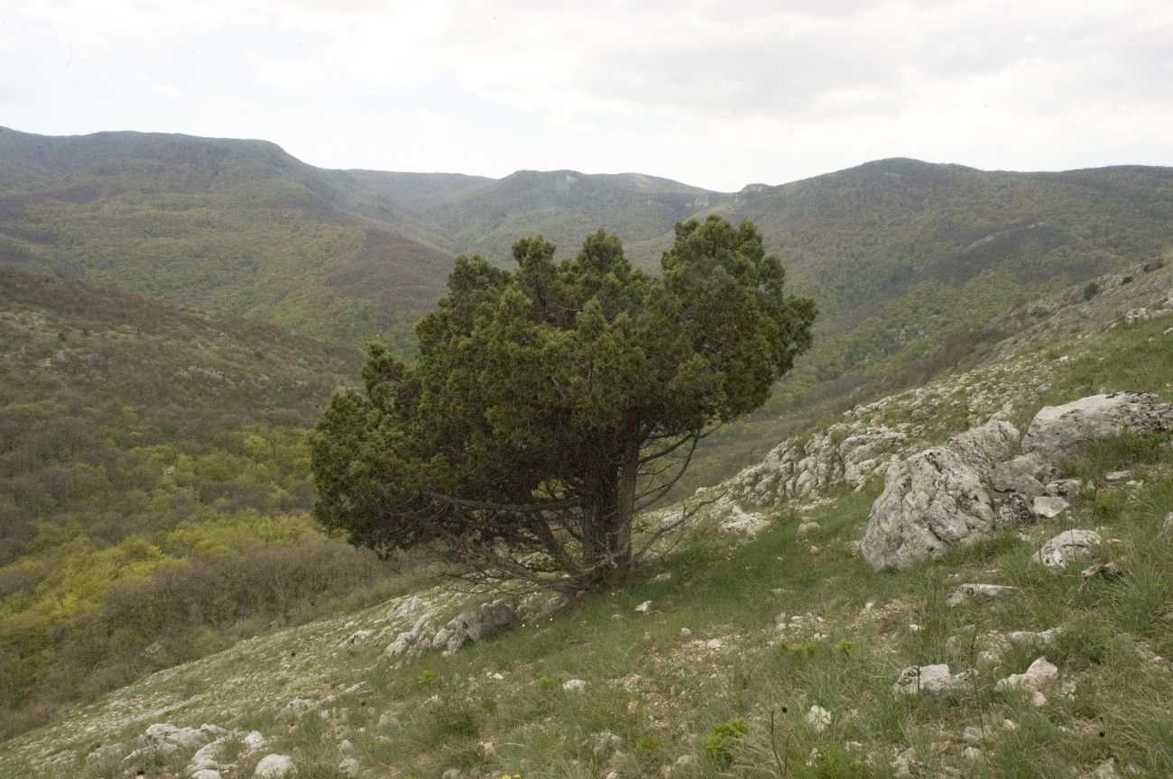 Гора Сююрю-Кая, image of landscape/habitat.