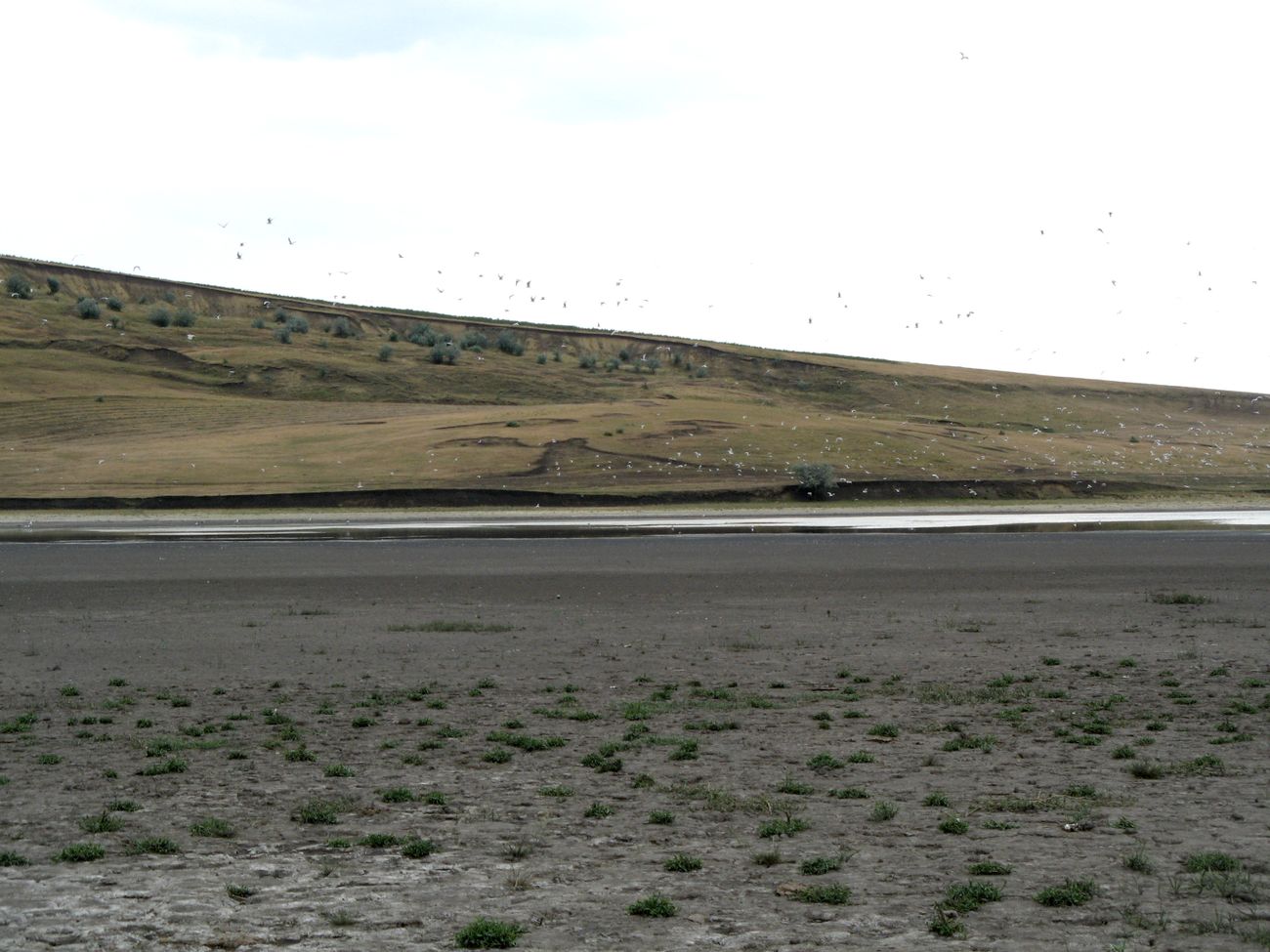 Прутень, image of landscape/habitat.