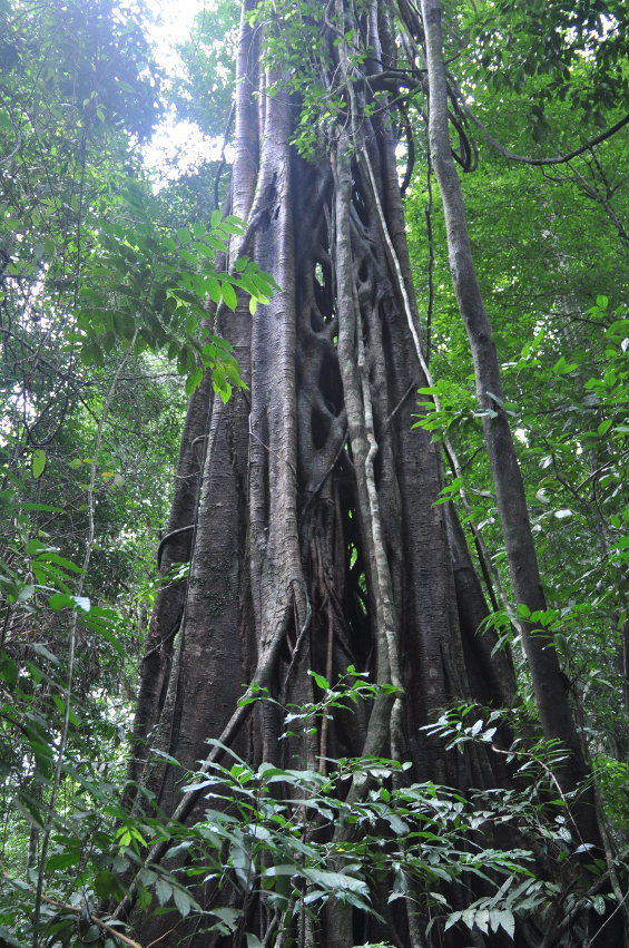 Си Пханг Нга, image of landscape/habitat.