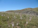 Перевал Куюк, image of landscape/habitat.