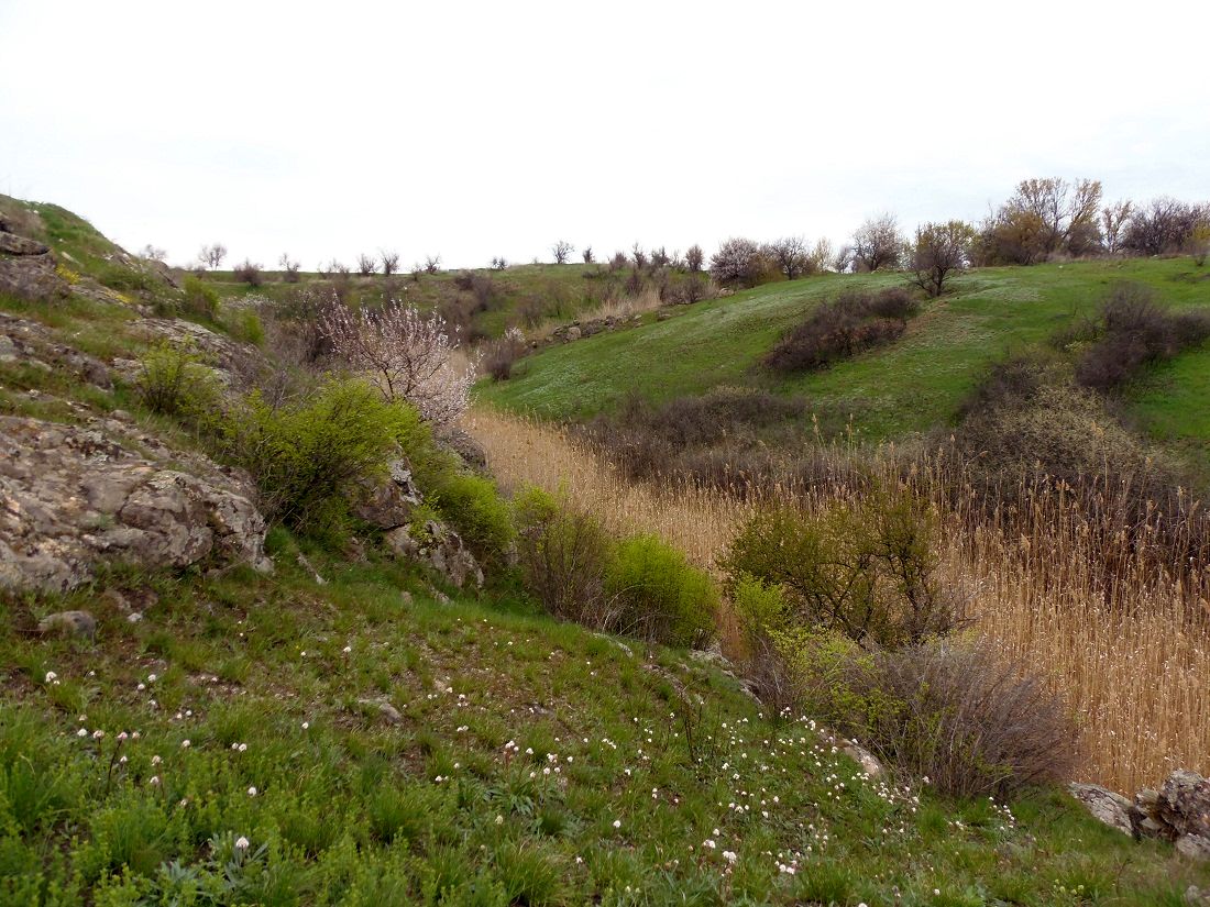 Долина Мокрой Московки, image of landscape/habitat.