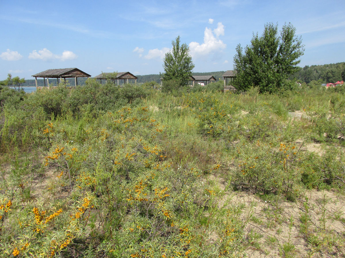 Академгородок, image of landscape/habitat.