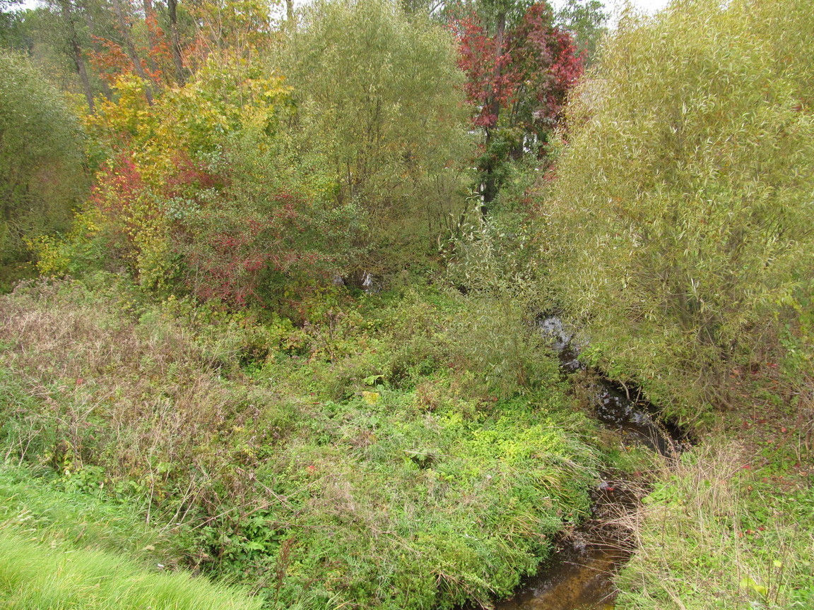 Река Драчиловка, image of landscape/habitat.