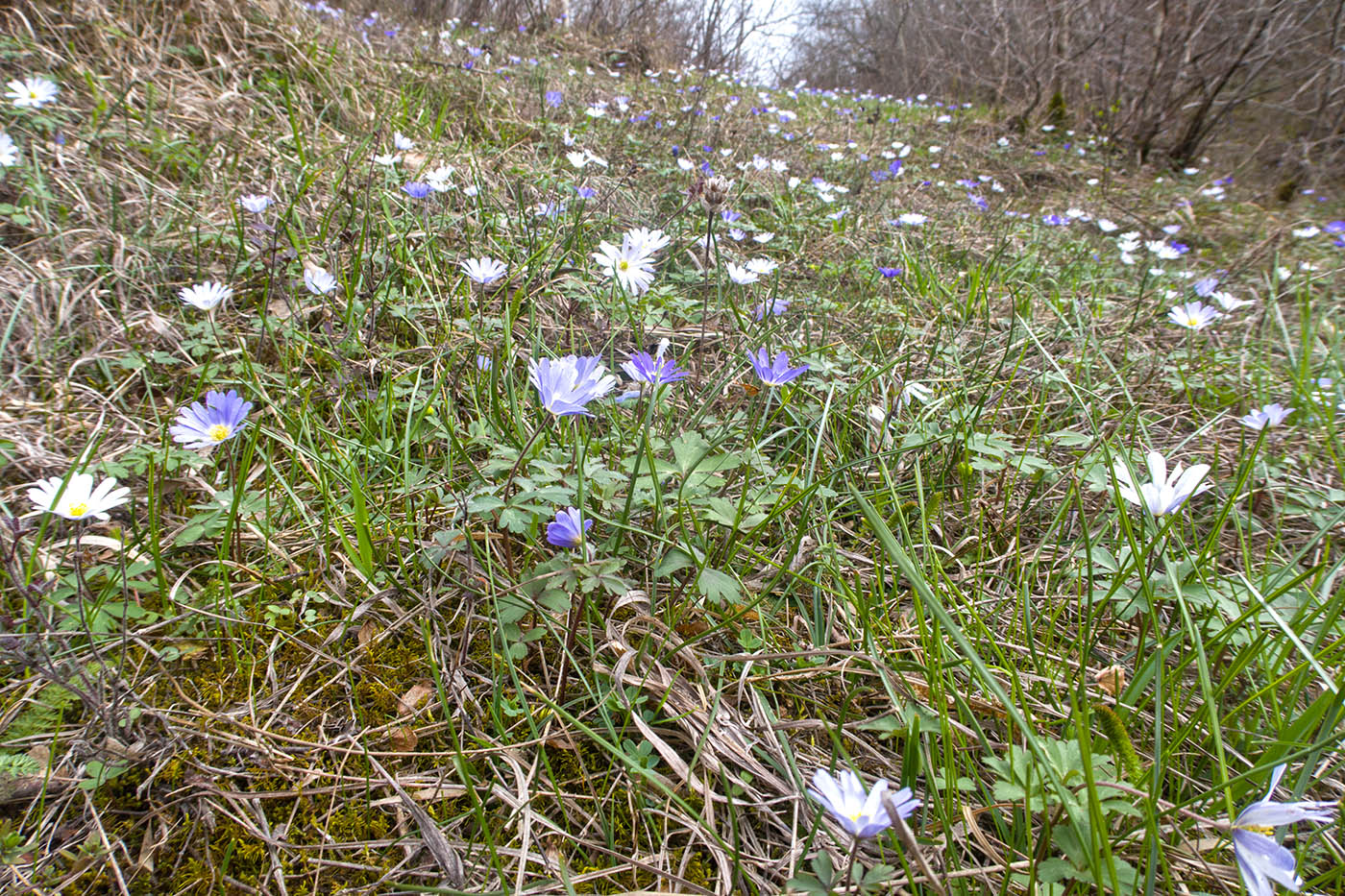 Зарастающий мергелевый карьер, image of landscape/habitat.