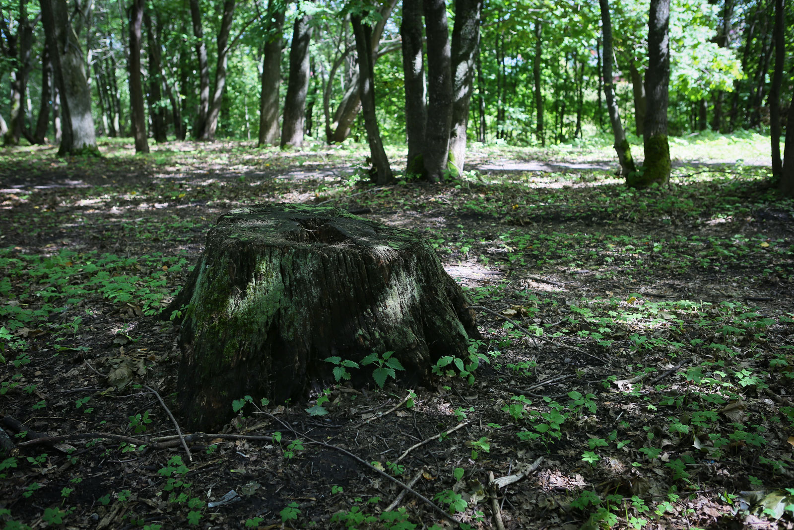 Местечко Ботик, image of landscape/habitat.