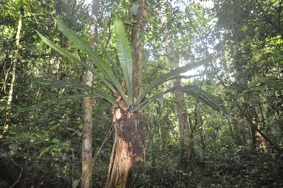 Гора Трас-Мади, image of landscape/habitat.