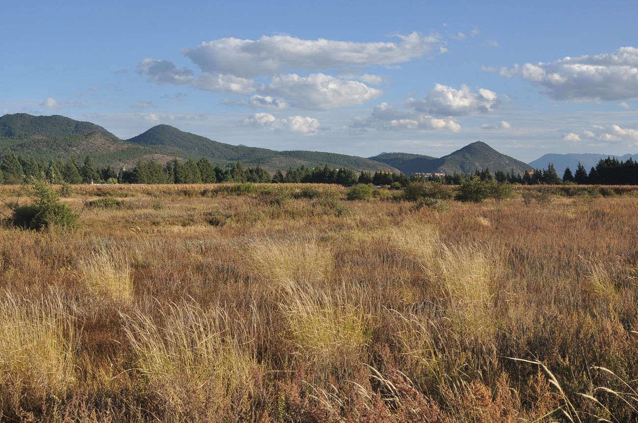 Окрестности посёлка Байша, image of landscape/habitat.