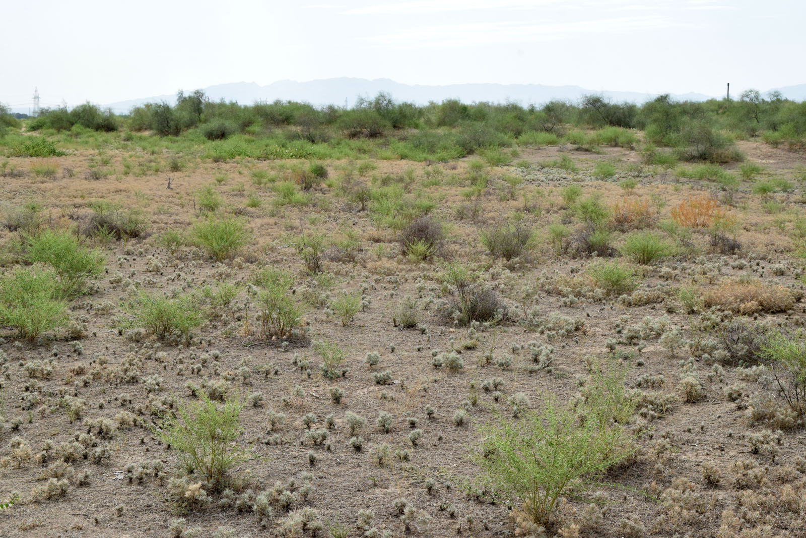 Дальверзинская степь, image of landscape/habitat.