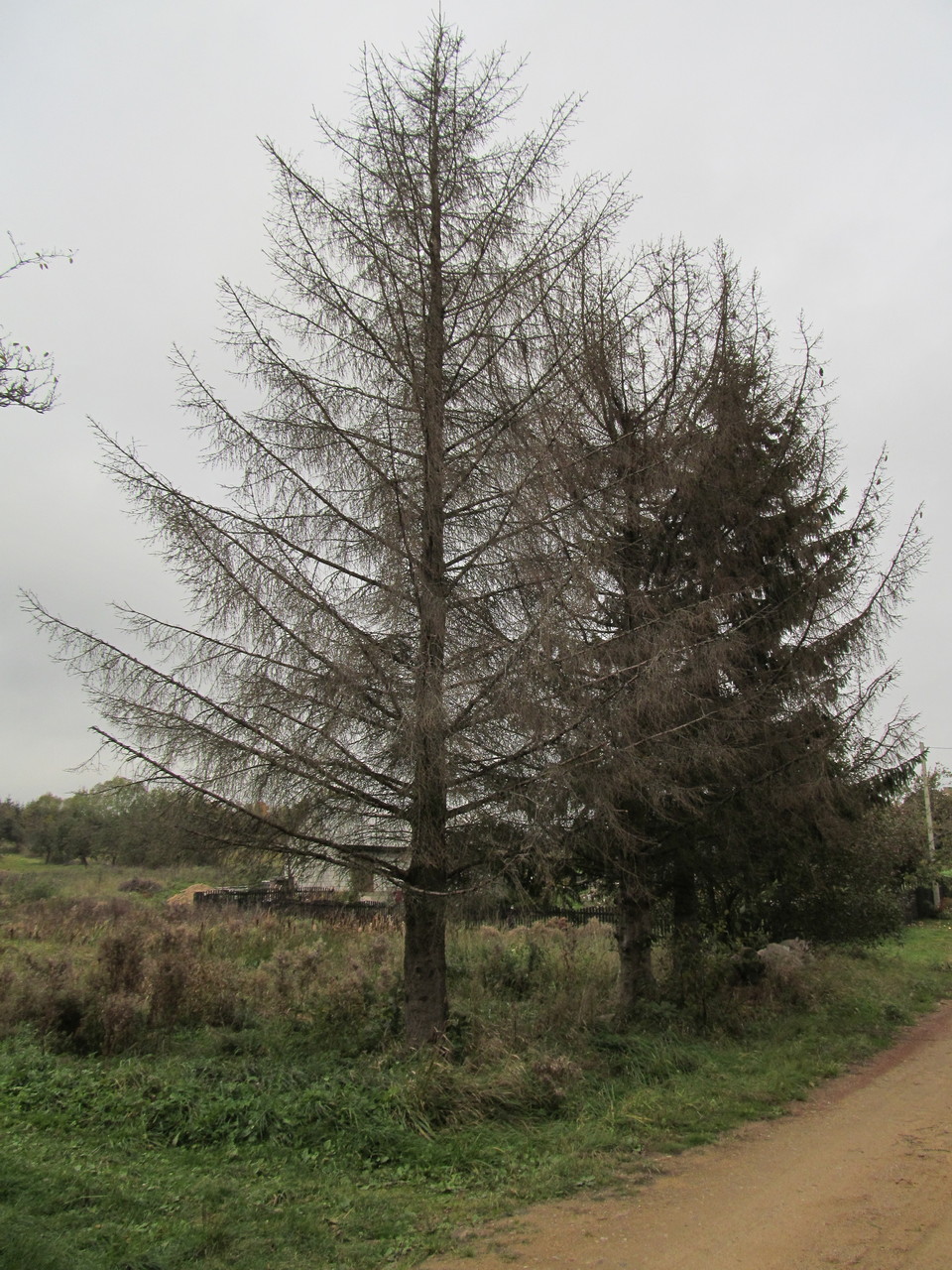 Кустино, image of landscape/habitat.