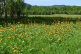 Долина реки Сарала, image of landscape/habitat.