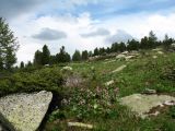 Линейский перевал, image of landscape/habitat.