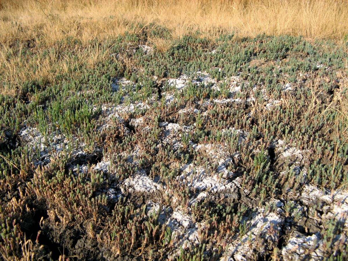 Прутень, image of landscape/habitat.