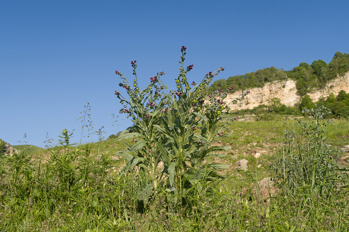 Окрестности аула Жако, image of landscape/habitat.