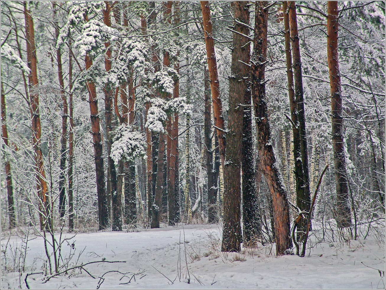 Жулебинский лес, изображение ландшафта.