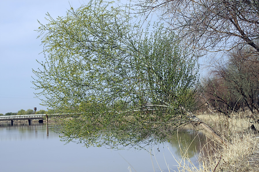 Экоцентр "Джейран", image of landscape/habitat.