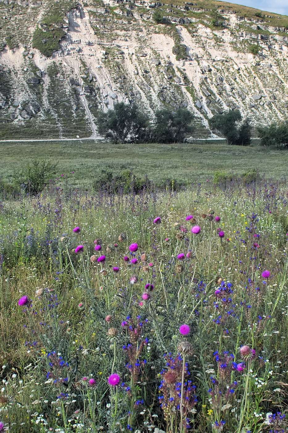 Требужены, image of landscape/habitat.