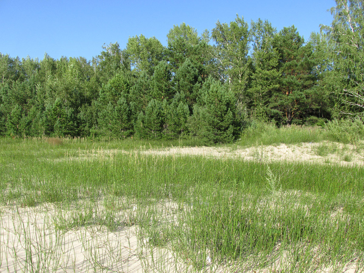 Академгородок, image of landscape/habitat.