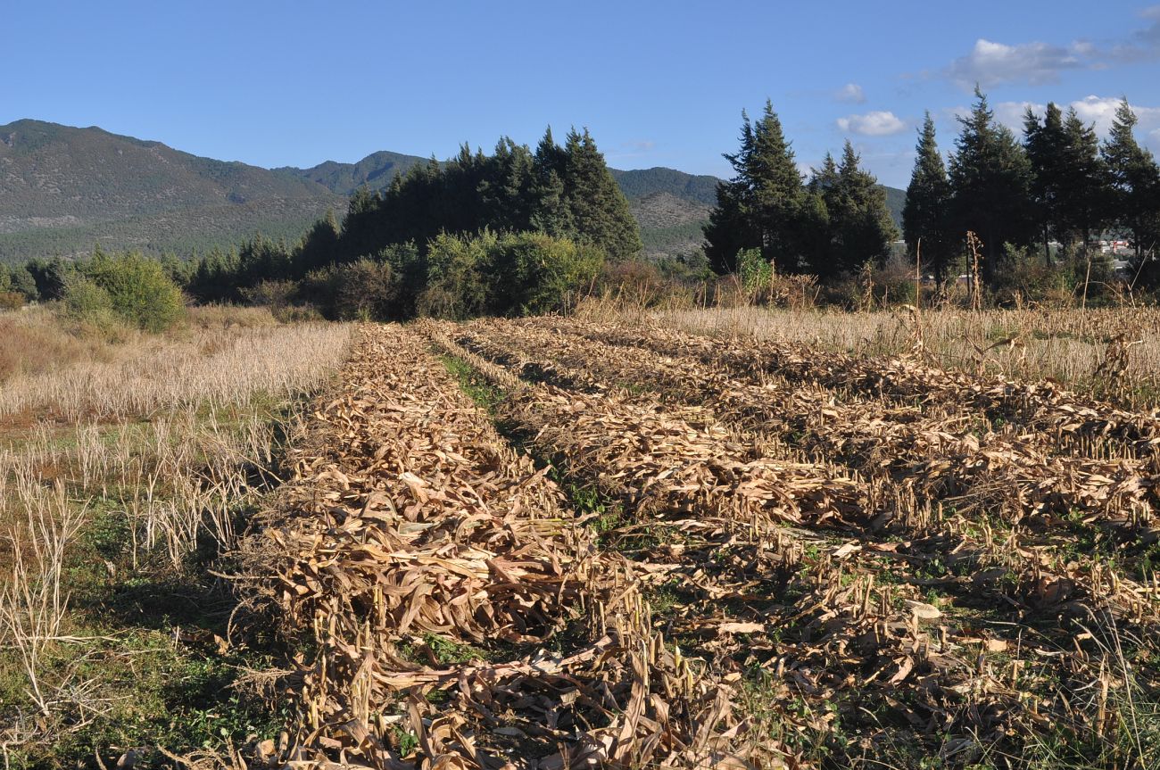 Окрестности посёлка Байша, image of landscape/habitat.