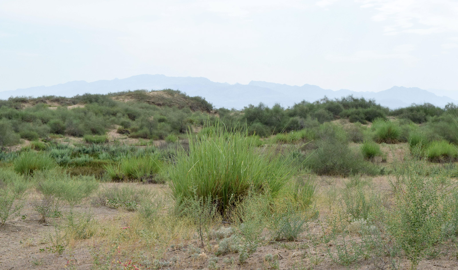 Дальверзинская степь, изображение ландшафта.