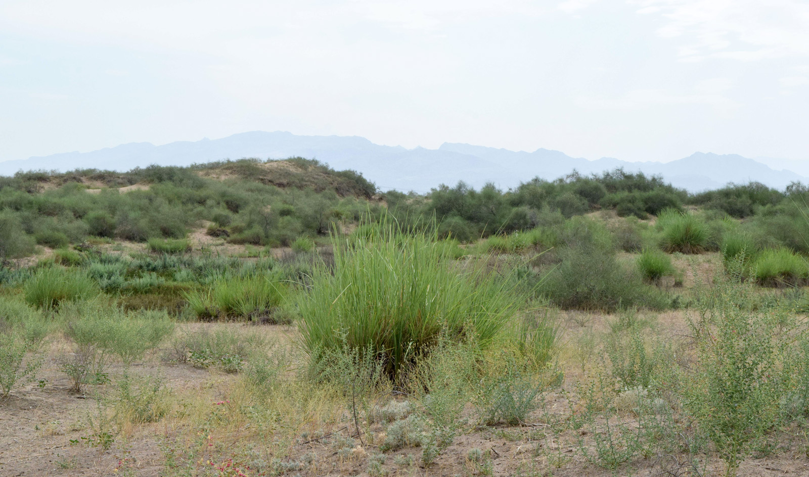 Дальверзинская степь, image of landscape/habitat.