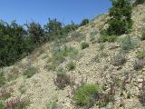 Большой Утриш, гора Солдатская, image of landscape/habitat.