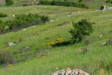 Караларская степь, image of landscape/habitat.