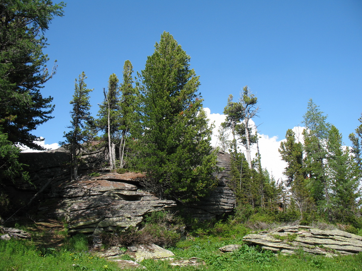Линейский перевал, image of landscape/habitat.