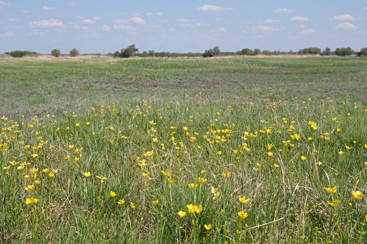 Долины рек Авраль, image of landscape/habitat.