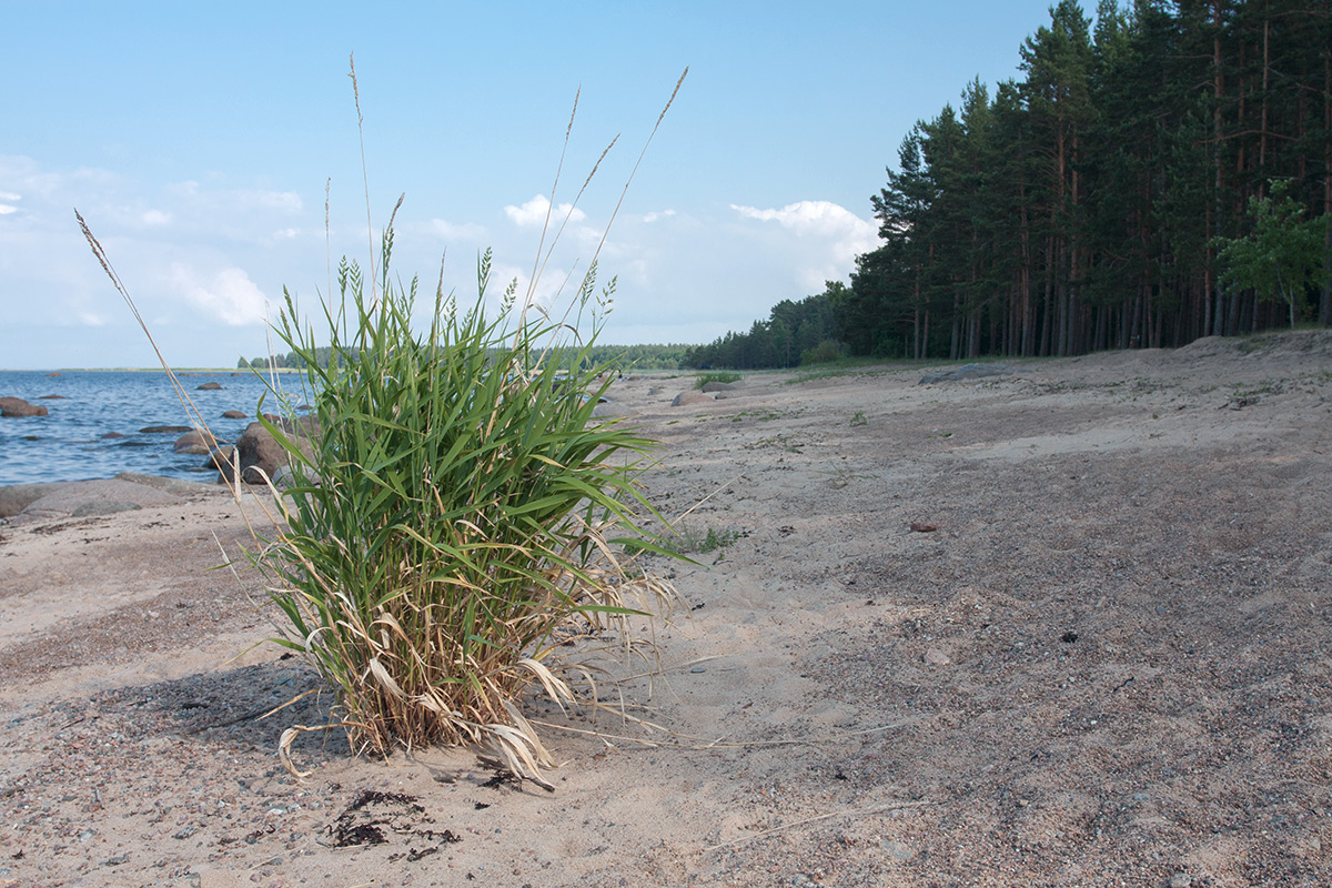 Новое Гарколово, image of landscape/habitat.