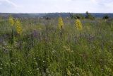 Требужены, image of landscape/habitat.