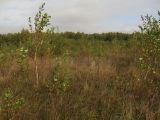 Image of landscape