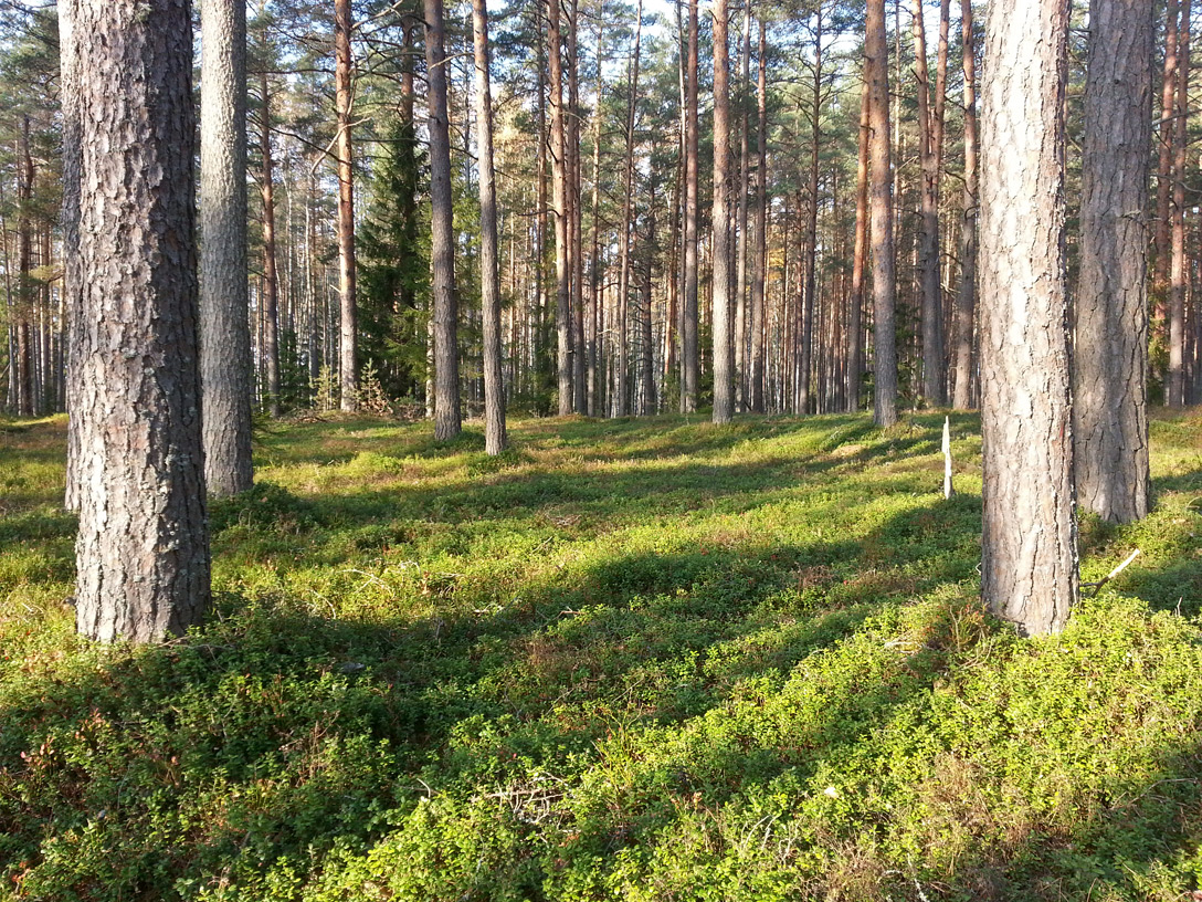 Ельник черничник