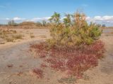 Витязевская коса, image of landscape/habitat.