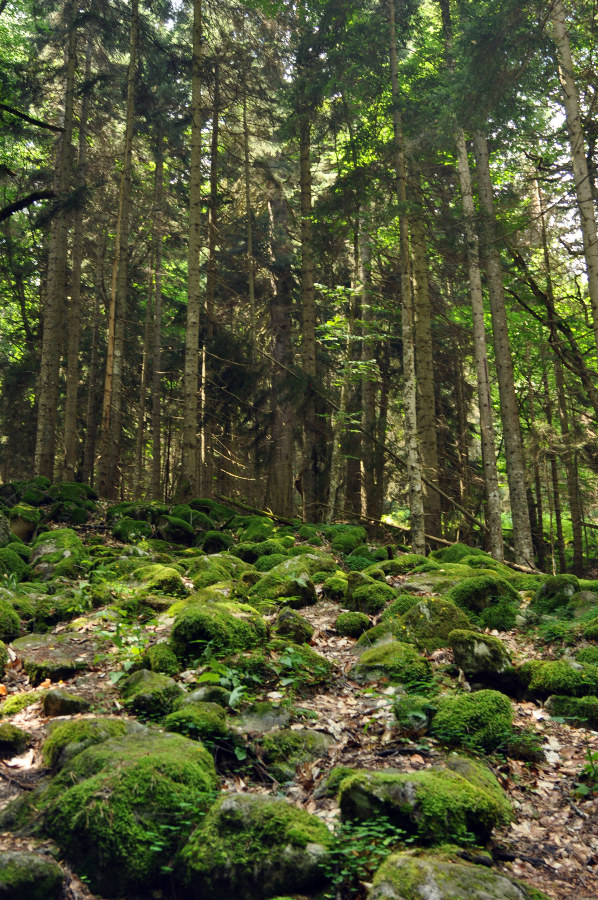 Окрестности города Теберда, image of landscape/habitat.