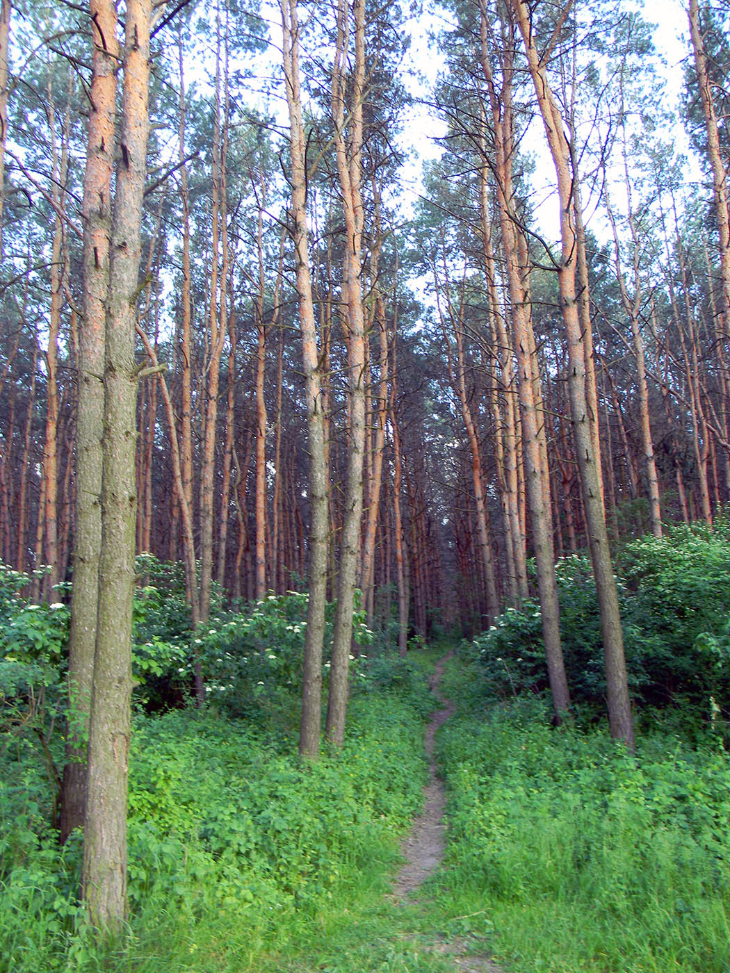 Новоград-Волынский, image of landscape/habitat.