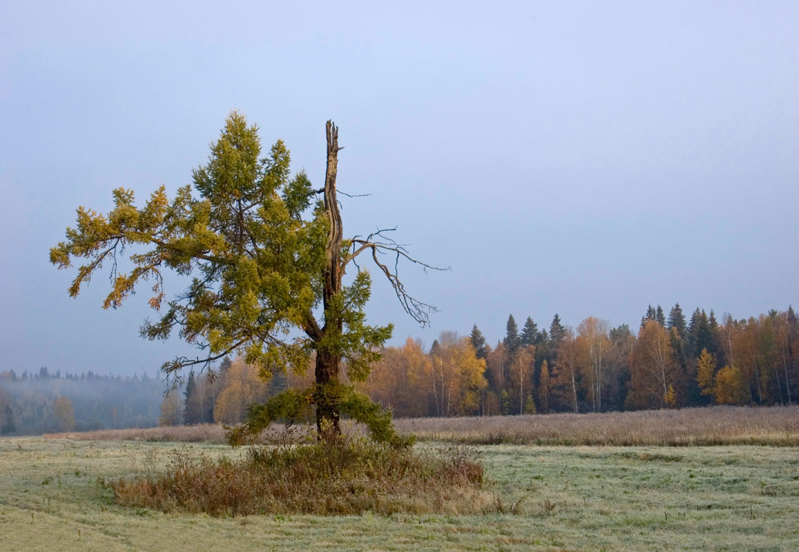 Окрестности деревни Агафонково, image of landscape/habitat.