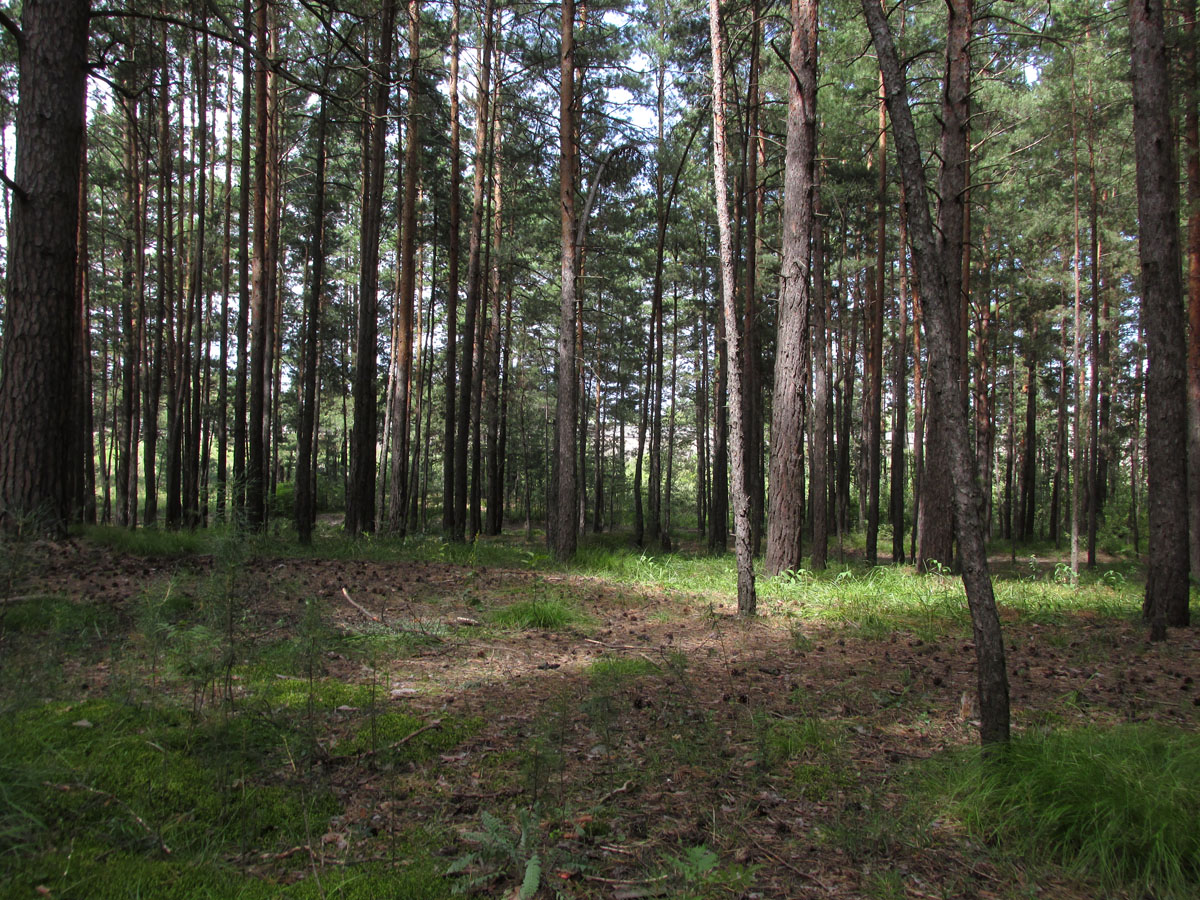 Южный, image of landscape/habitat.