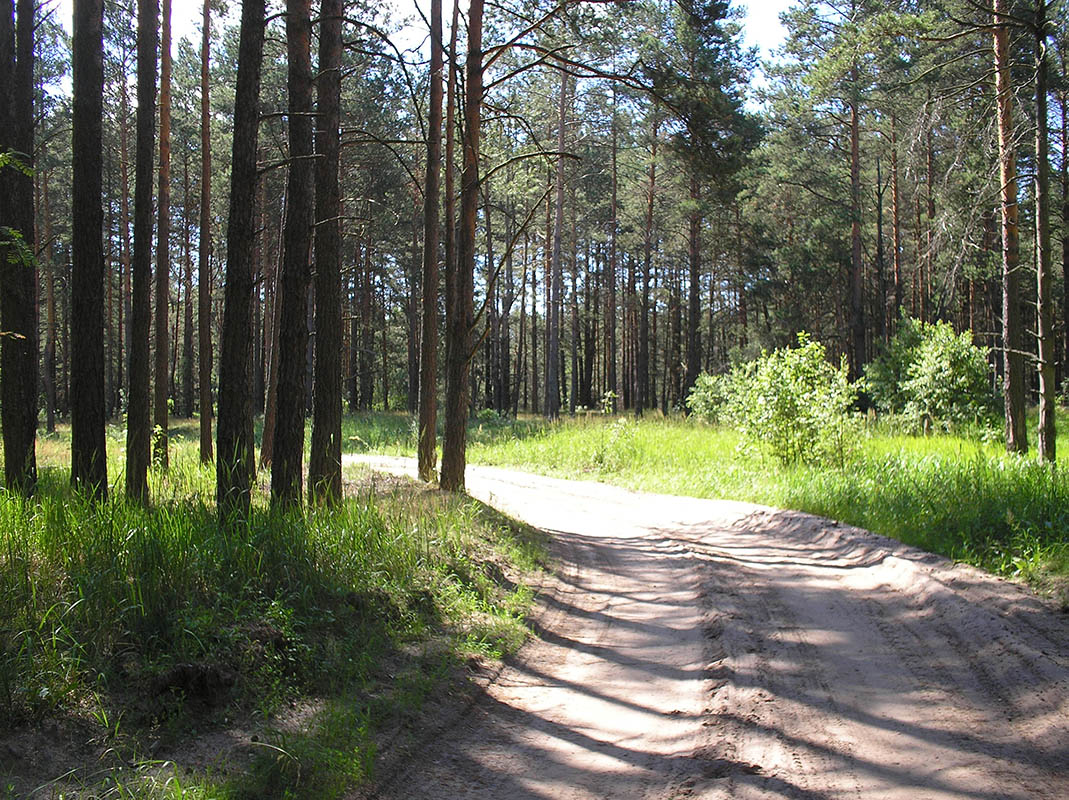 Жидеевская дача, image of landscape/habitat.