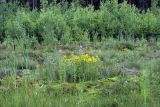 Окрестности Сертолово, image of landscape/habitat.