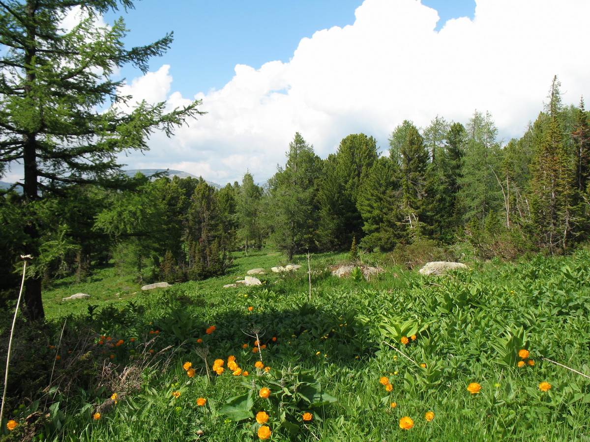 Линейский перевал, image of landscape/habitat.